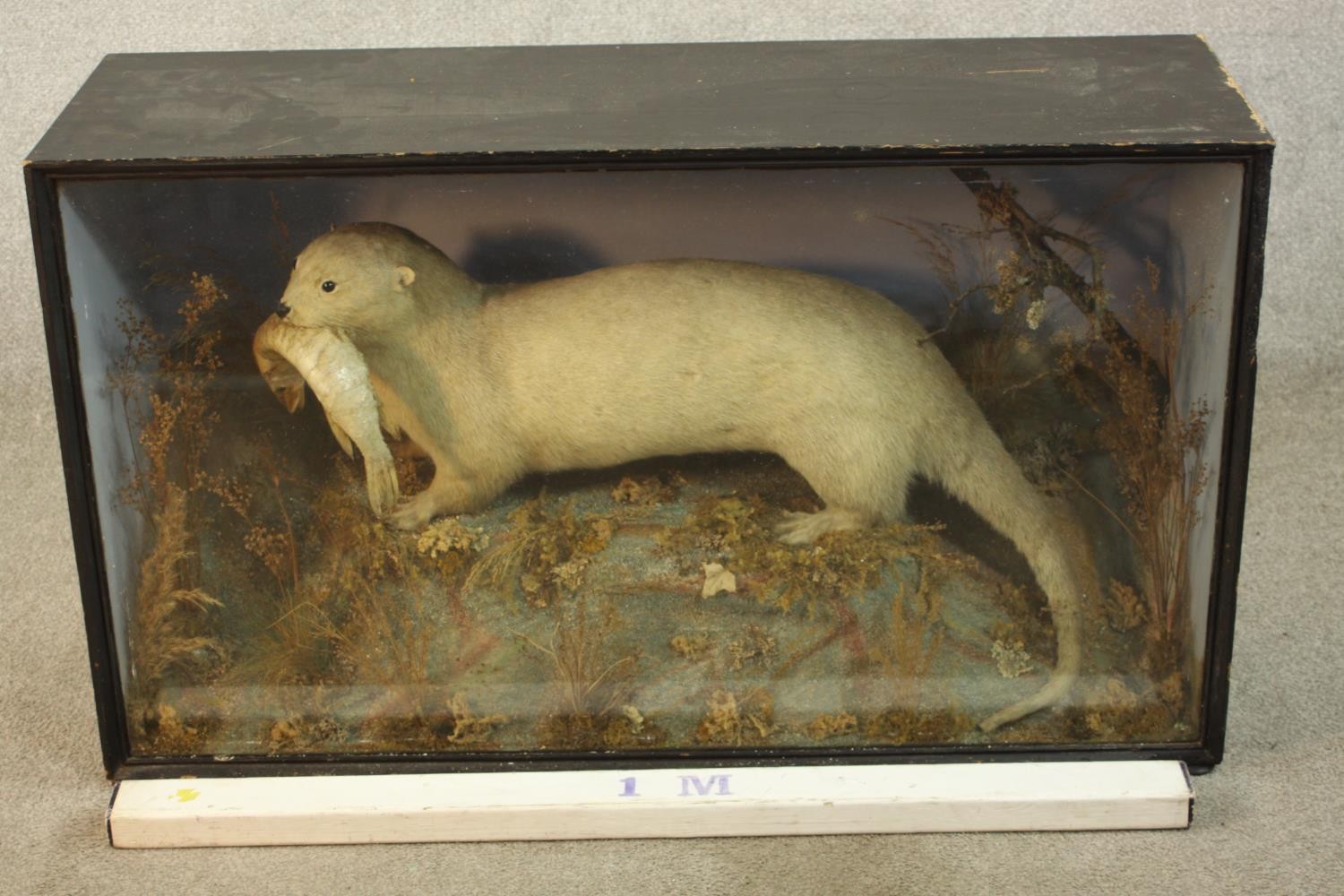A 19th century cased taxidermy white otter with a fish in its mouth set in a naturalistic setting. - Image 2 of 6