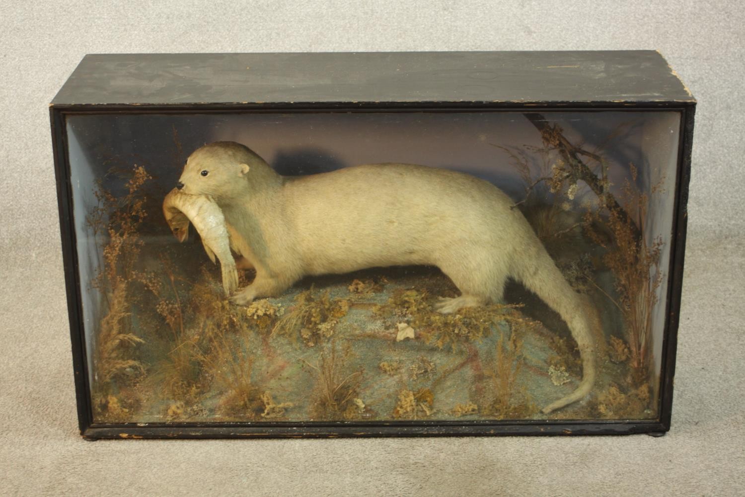 A 19th century cased taxidermy white otter with a fish in its mouth set in a naturalistic setting.