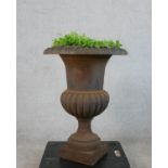 An early 20th century cast iron Campagna shaped garden planter raised on square base. H.75 Diam.55cm