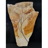 A Miocene period (20 million years) mounted fossil of a branch of a tree from Wyoming, with marble