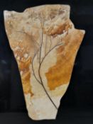 A Miocene period (20 million years) mounted fossil of a branch of a tree from Wyoming, with marble