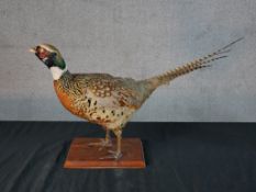 A mounted taxidermy pheasant raised on rectangular plinth. H.38 W.70 D.16cm