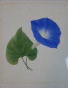 20th century, Morning Glory, a coloured floral print on paper, gilt framed. H.40 W.34cm