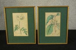 Sydenham Teast Edwards (1768 - 1819, Welsh), Specimen 189 & 140, two framed botanical prints. H.33