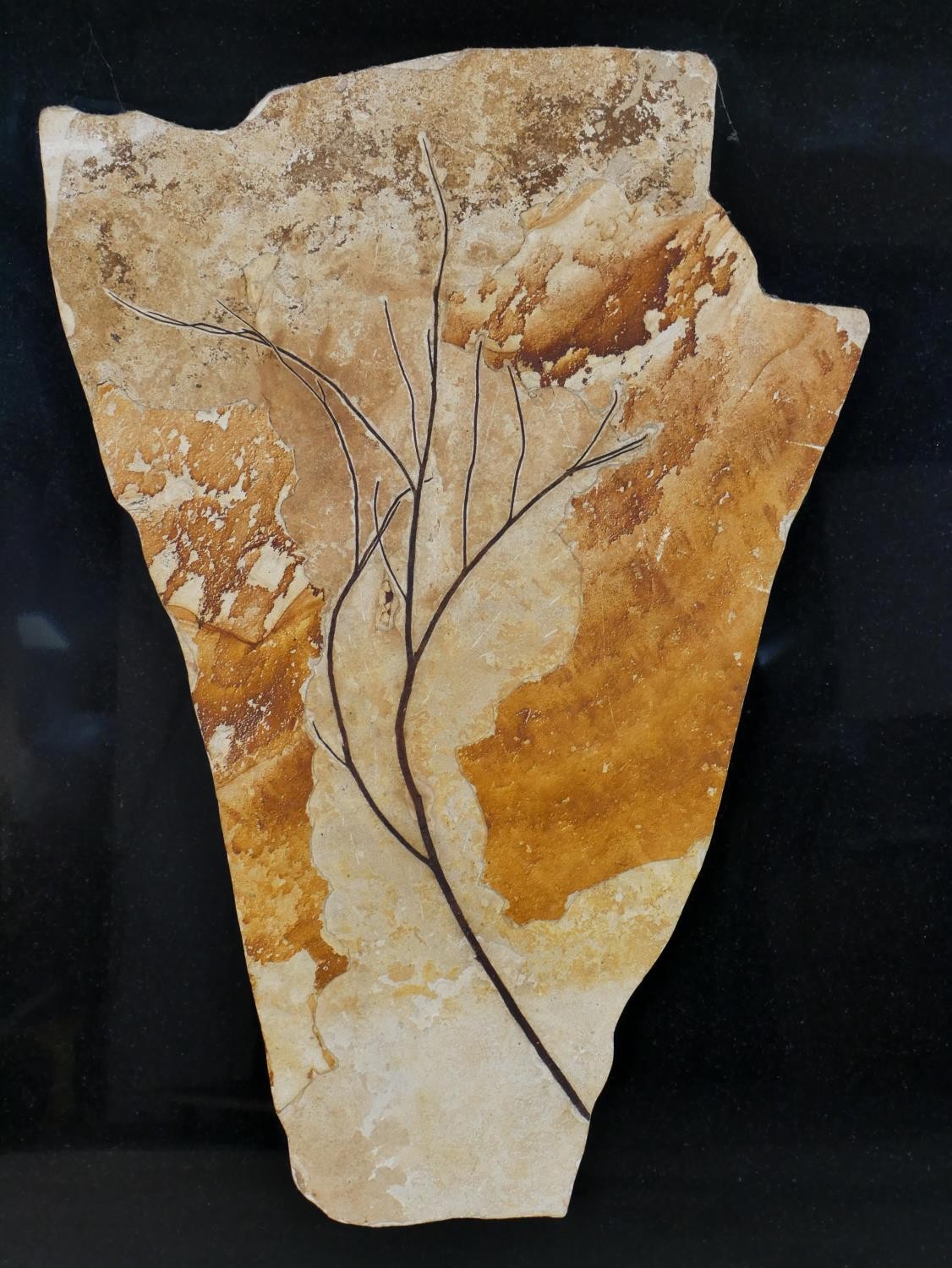 A Miocene period (20 million years) mounted fossil from a branch of a tree from Wyoming, with marble