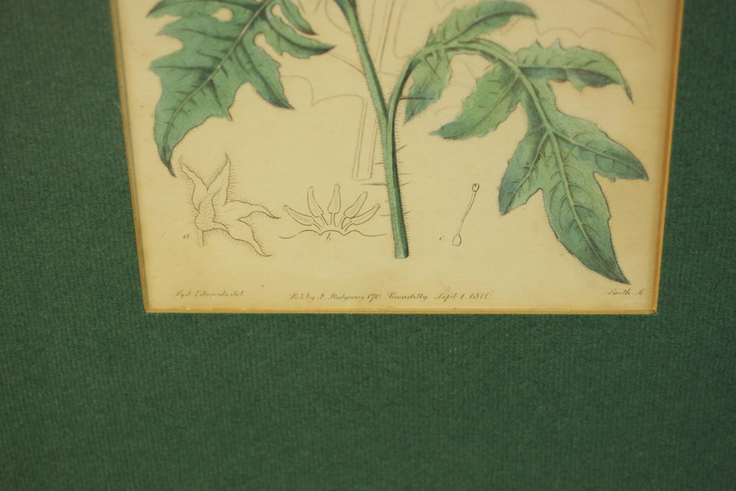 Sydenham Teast Edwards (1768 - 1819, Welsh), Specimen 189 & 140, two framed botanical prints. H.33 - Image 5 of 17