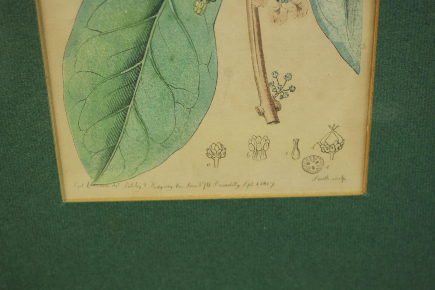 Sydenham Teast Edwards (1768 - 1819, Welsh), Specimen 189 & 140, two framed botanical prints. H.33 - Image 4 of 17