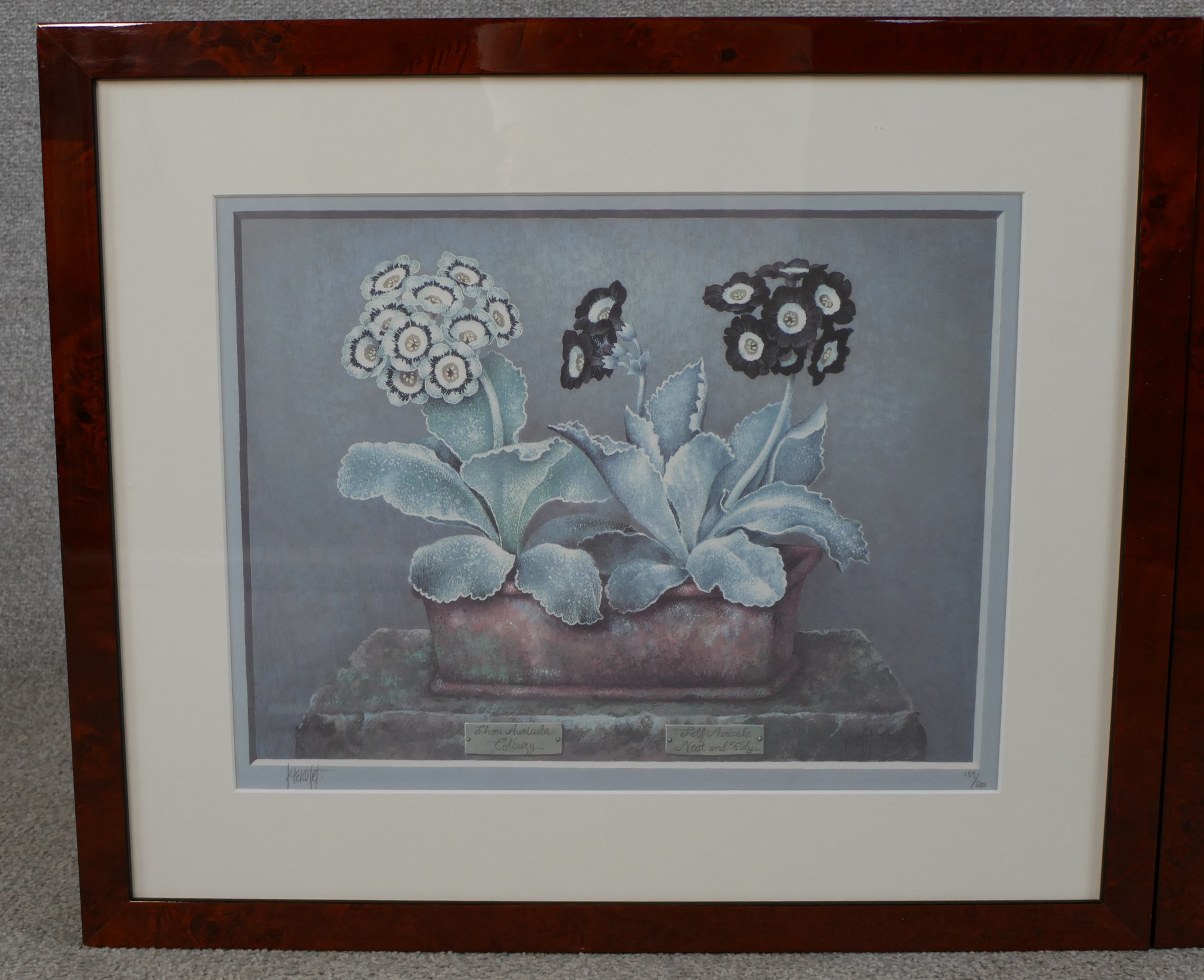 José Escofet (Spanish b.1932); three coloured prints of Auriculas, pencil signed limited edition - Image 2 of 10