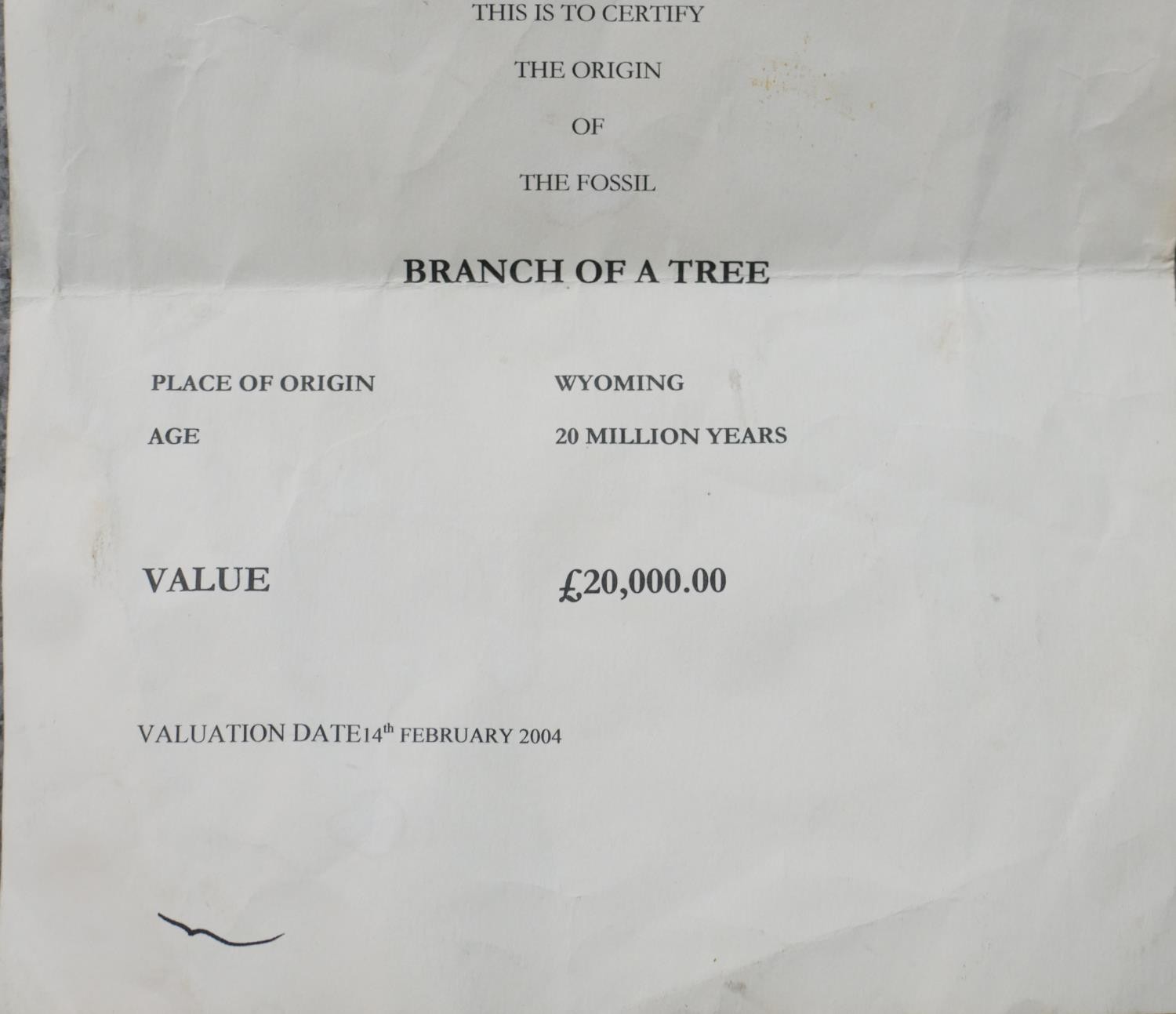 A large Miocene period (20 million years) mounted fossil from a branch of a tree from Wyoming, - Image 10 of 10