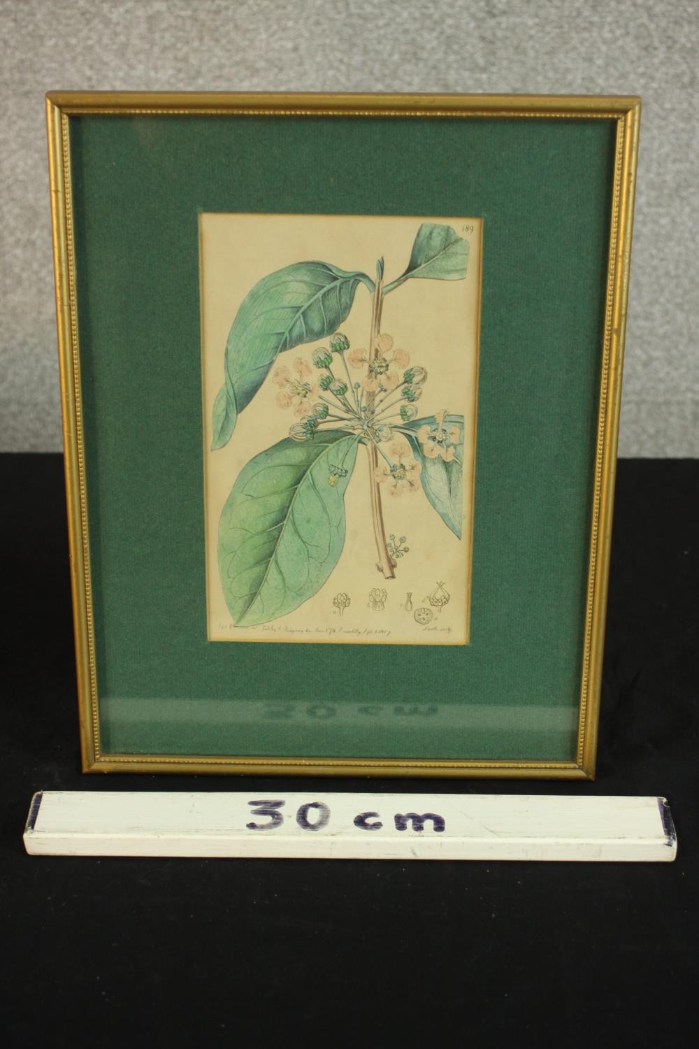 Sydenham Teast Edwards (1768 - 1819, Welsh), Specimen 189 & 140, two framed botanical prints. H.33 - Image 15 of 17