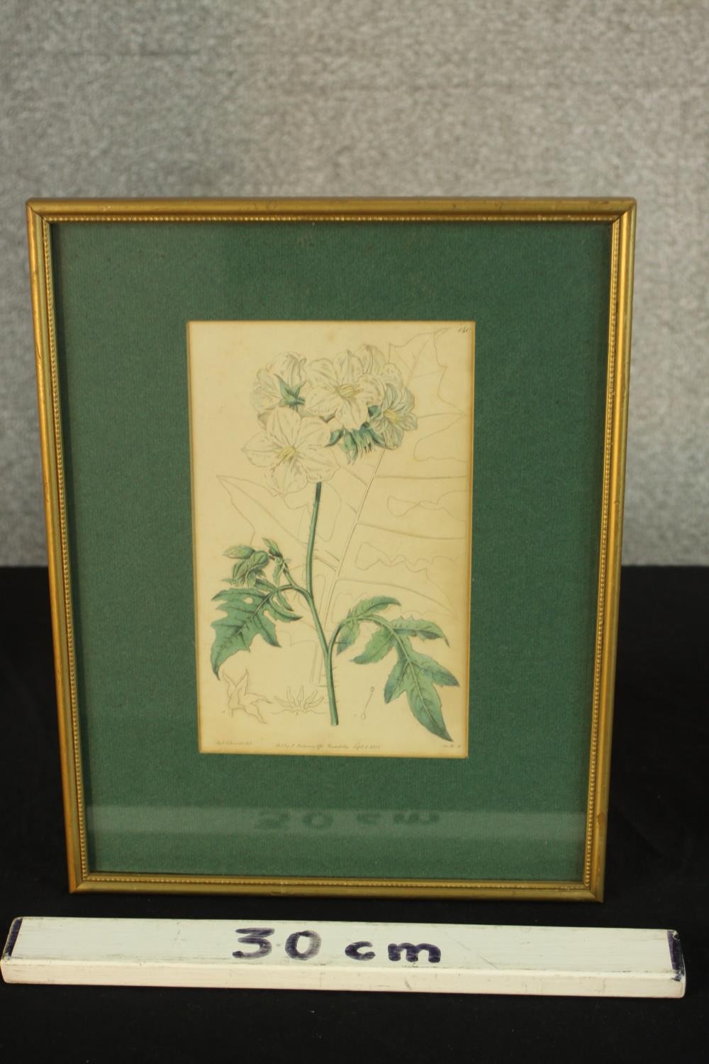 Sydenham Teast Edwards (1768 - 1819, Welsh), Specimen 189 & 140, two framed botanical prints. H.33 - Image 14 of 17