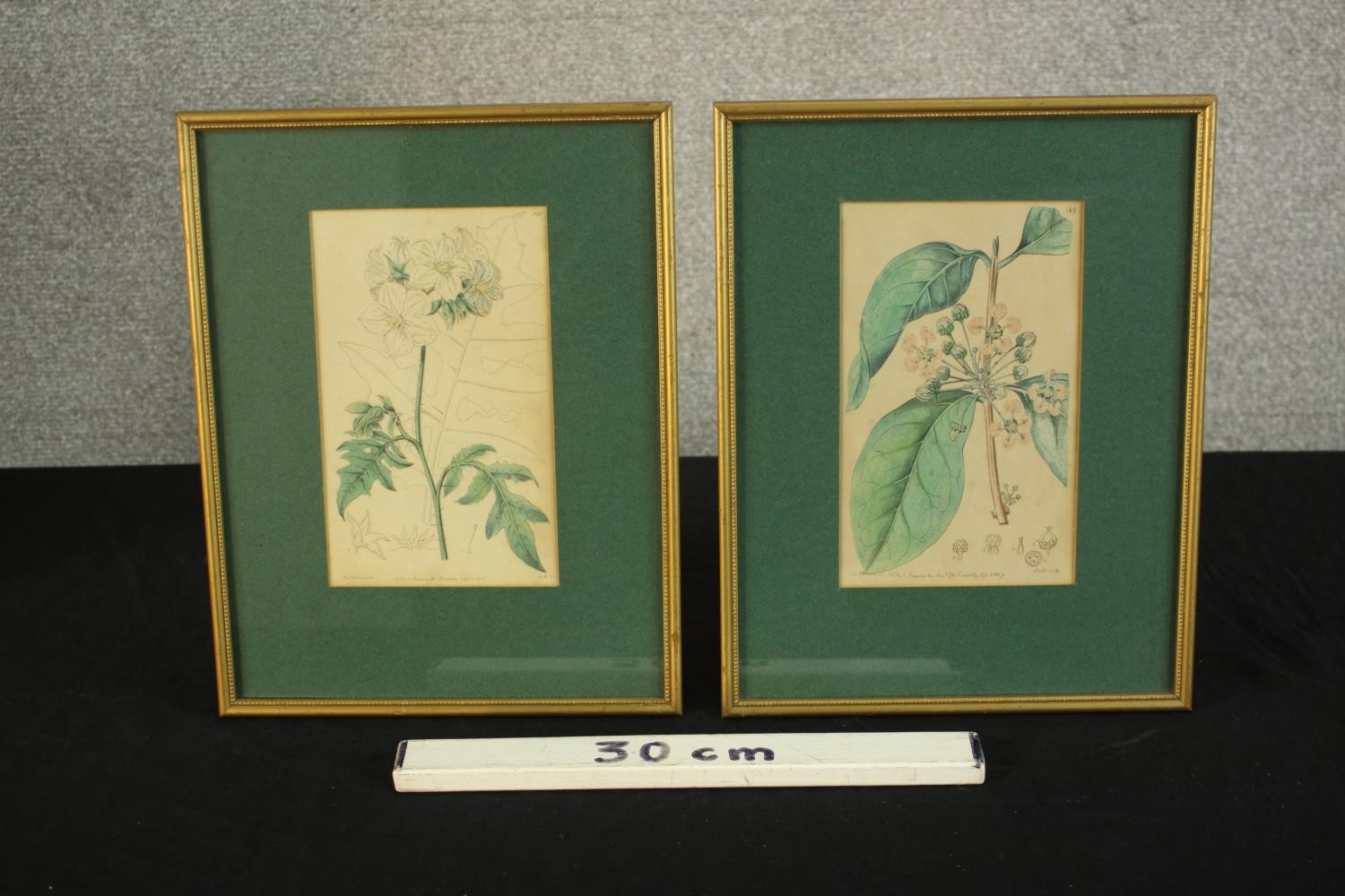 Sydenham Teast Edwards (1768 - 1819, Welsh), Specimen 189 & 140, two framed botanical prints. H.33 - Image 11 of 17