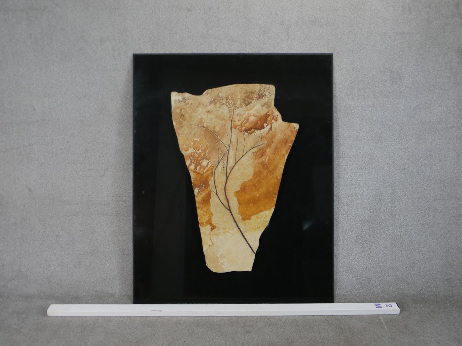 A large Miocene period (20 million years) mounted fossil from a branch of a tree from Wyoming, - Image 3 of 10