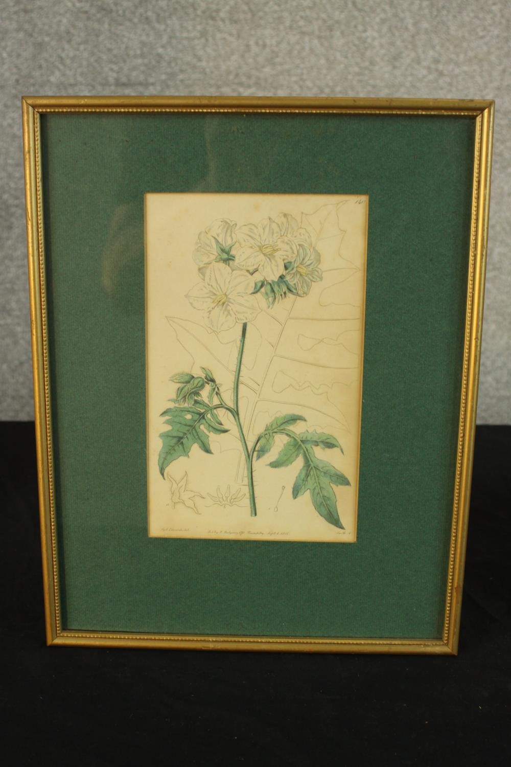 Sydenham Teast Edwards (1768 - 1819, Welsh), Specimen 189 & 140, two framed botanical prints. H.33 - Image 16 of 17