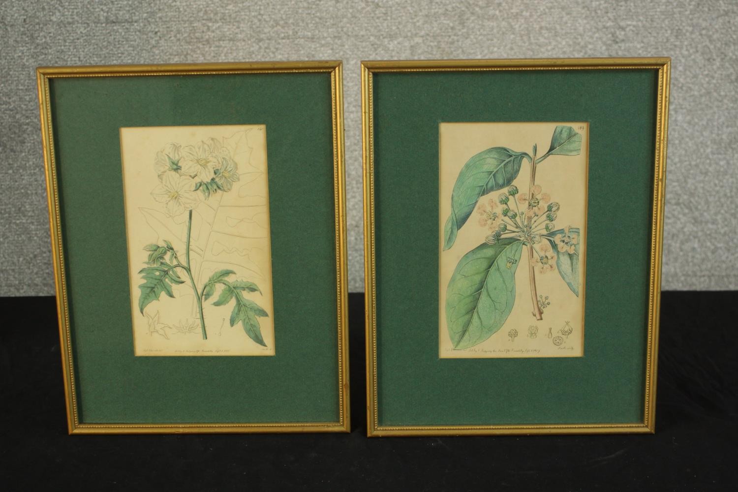 Sydenham Teast Edwards (1768 - 1819, Welsh), Specimen 189 & 140, two framed botanical prints. H.33
