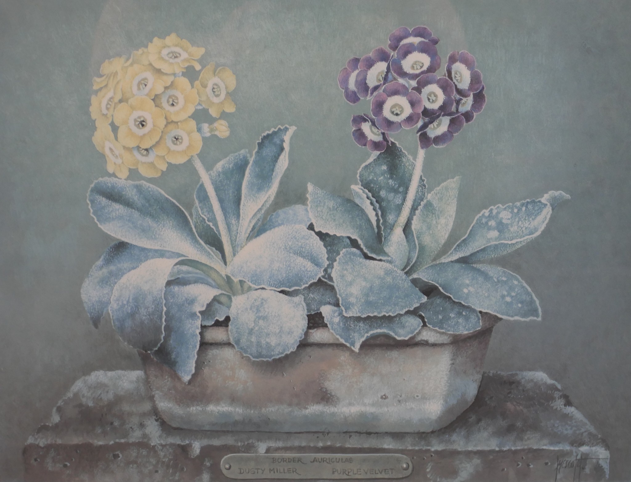 José Escofet (Spanish b.1932); three coloured prints of Auriculas, pencil signed limited edition - Image 9 of 10