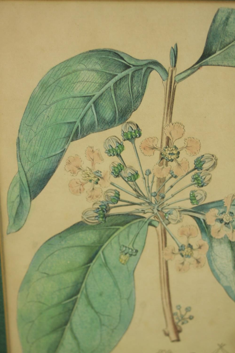 Sydenham Teast Edwards (1768 - 1819, Welsh), Specimen 189 & 140, two framed botanical prints. H.33 - Image 3 of 17