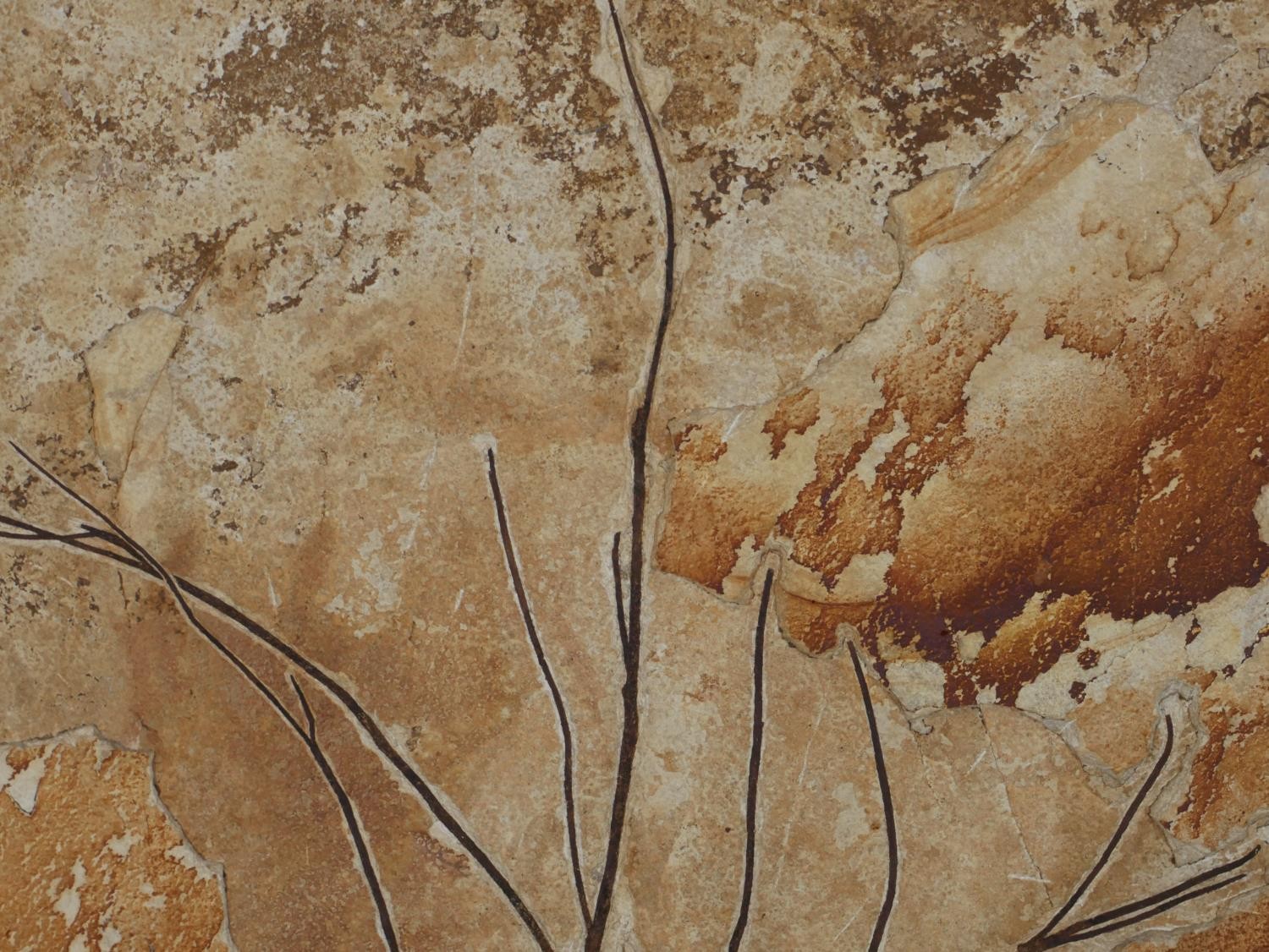 A large Miocene period (20 million years) mounted fossil from a branch of a tree from Wyoming, - Image 4 of 10