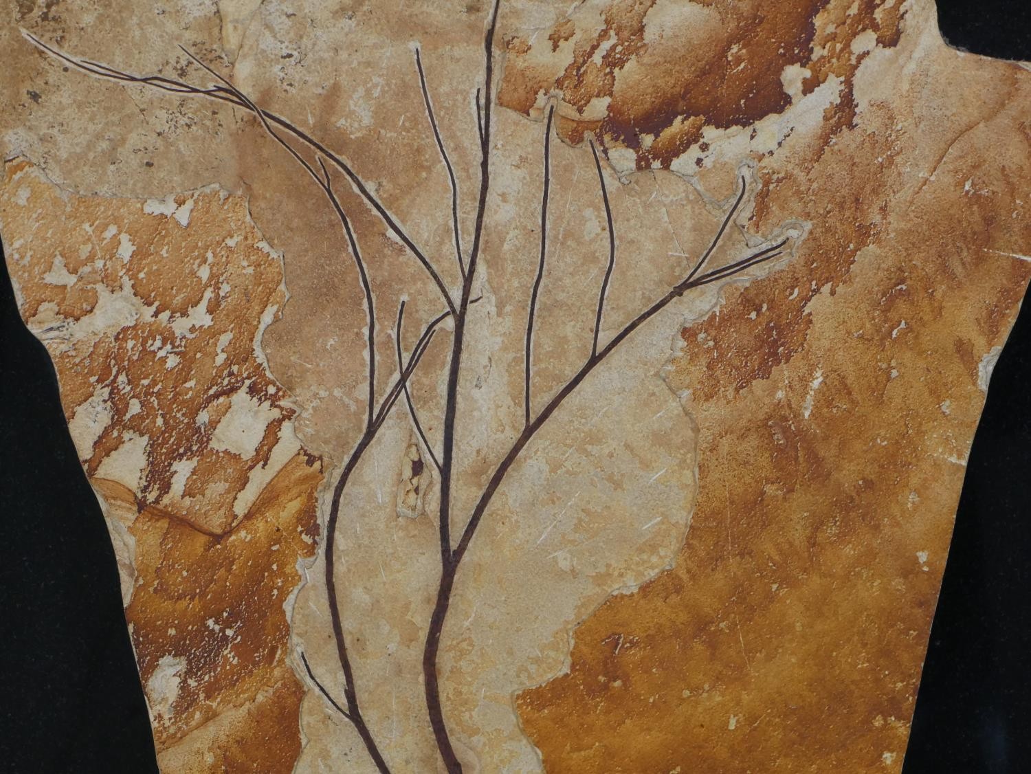 A large Miocene period (20 million years) mounted fossil from a branch of a tree from Wyoming, - Image 6 of 10