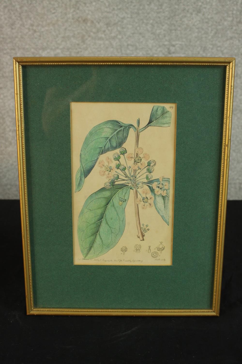 Sydenham Teast Edwards (1768 - 1819, Welsh), Specimen 189 & 140, two framed botanical prints. H.33 - Image 17 of 17