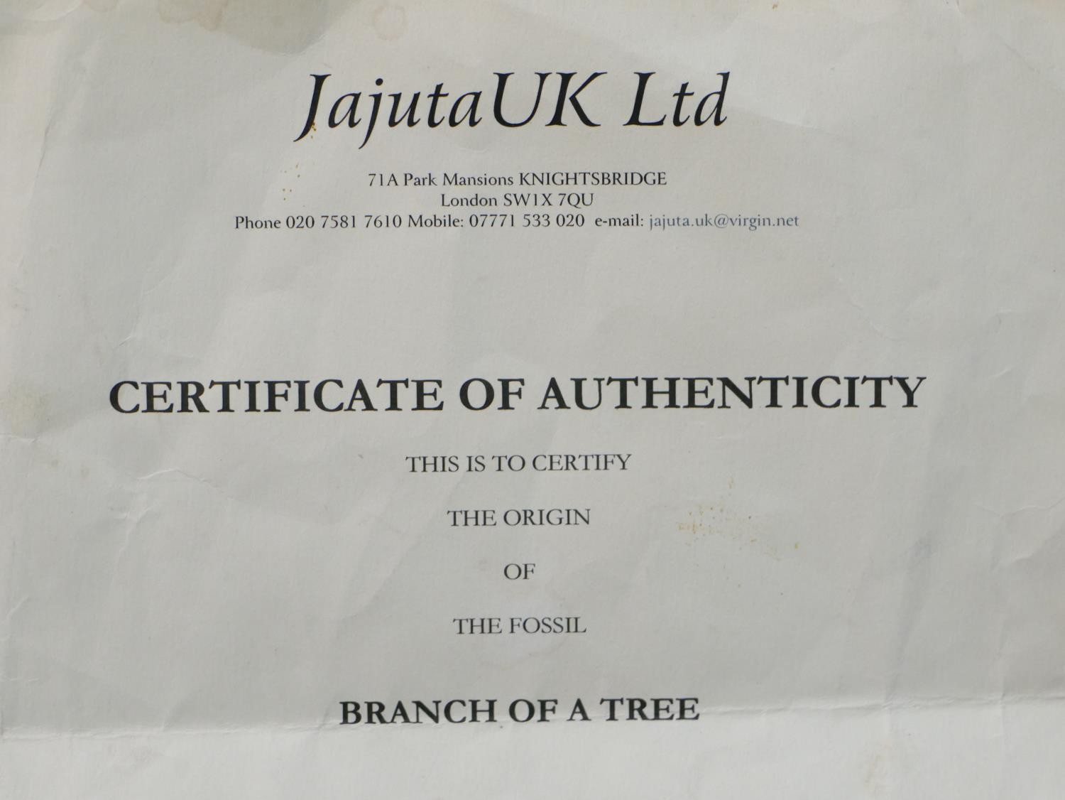 A large Miocene period (20 million years) mounted fossil from a branch of a tree from Wyoming, - Image 9 of 10