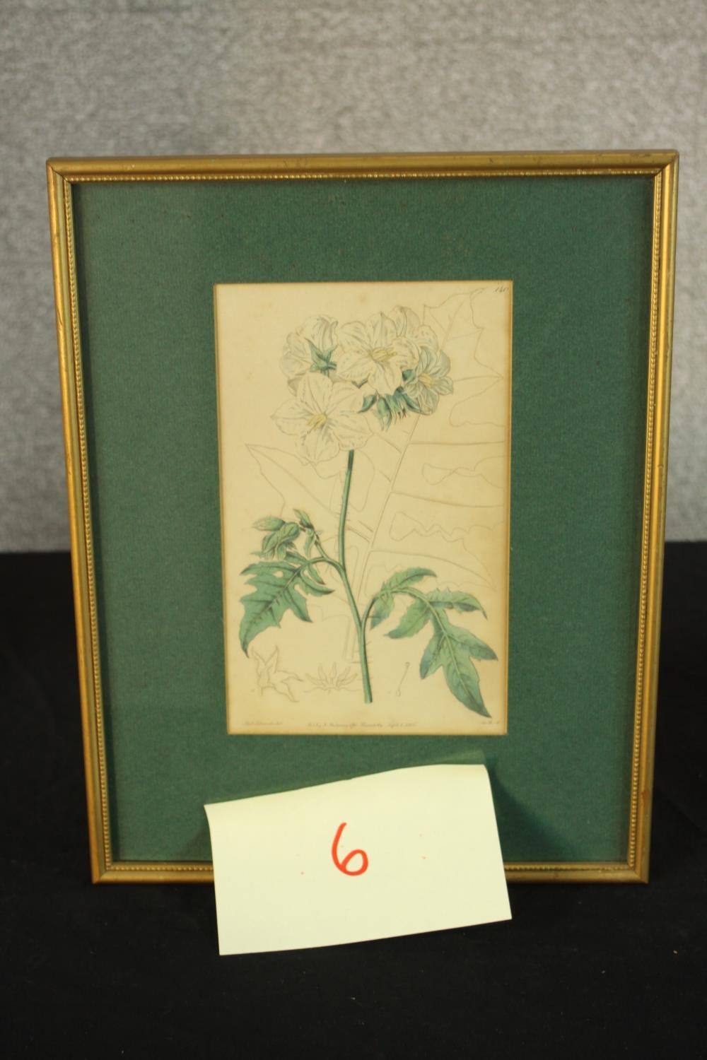 Sydenham Teast Edwards (1768 - 1819, Welsh), Specimen 189 & 140, two framed botanical prints. H.33 - Image 12 of 17