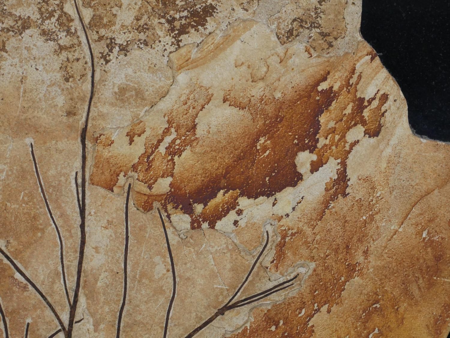 A large Miocene period (20 million years) mounted fossil from a branch of a tree from Wyoming, - Image 7 of 10