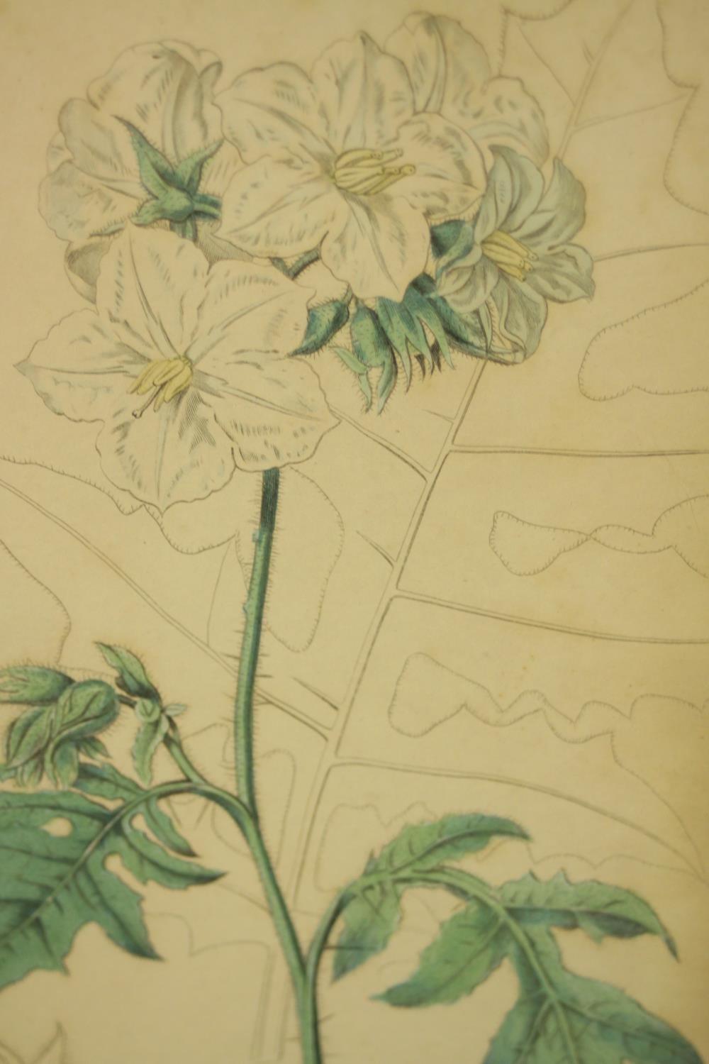 Sydenham Teast Edwards (1768 - 1819, Welsh), Specimen 189 & 140, two framed botanical prints. H.33 - Image 2 of 17