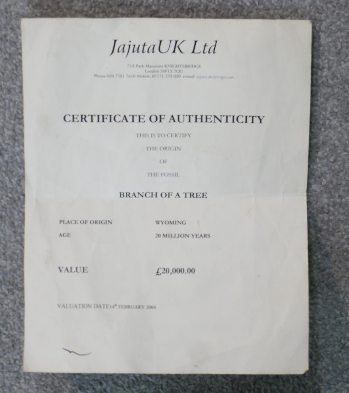 A large Miocene period (20 million years) mounted fossil from a branch of a tree from Wyoming, - Image 8 of 10