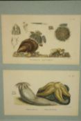 George Brettingham Sowerby (1788-1854, British), Echinus Miliaris Plate VII and Peachia Uraster