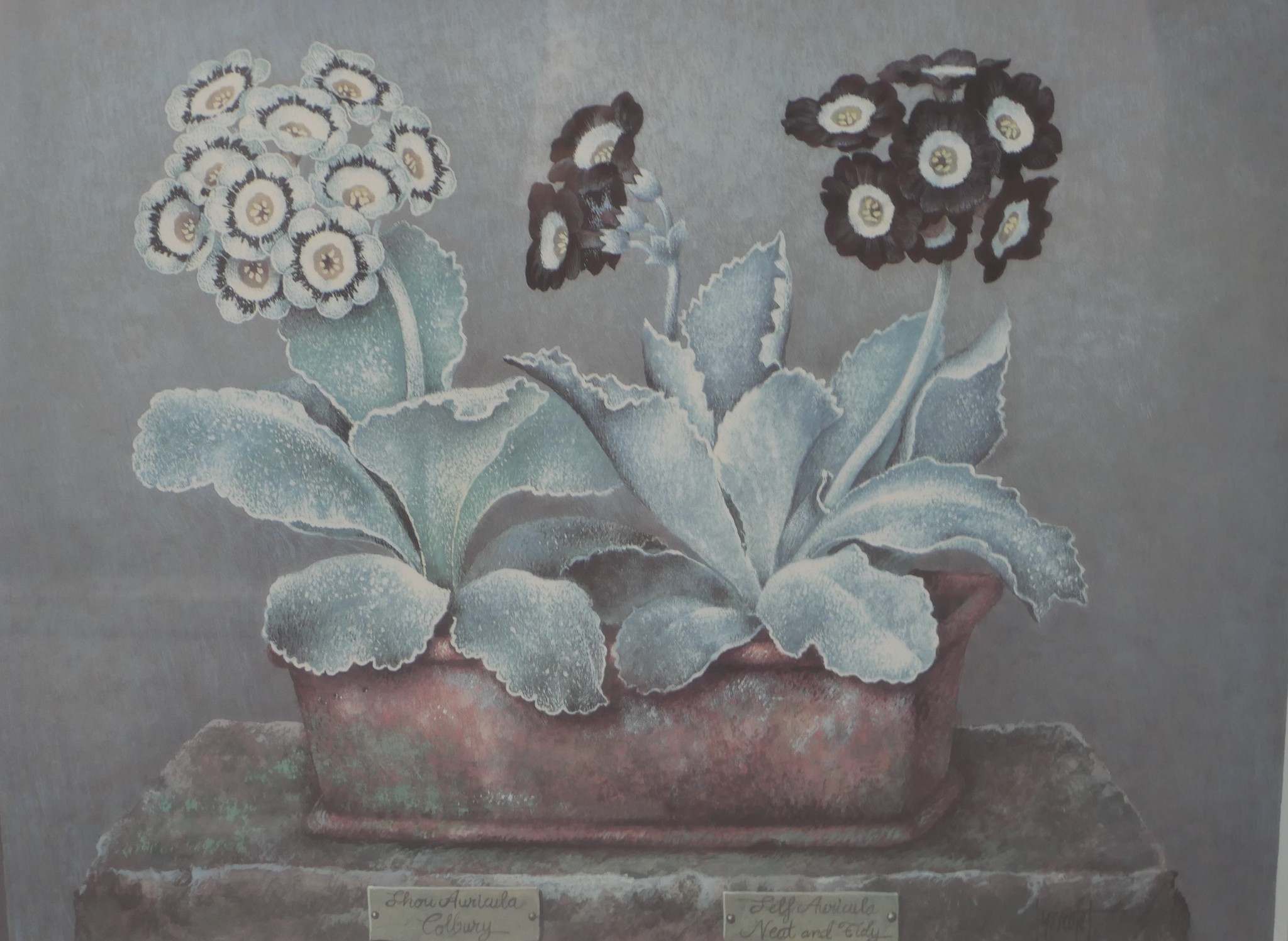 José Escofet (Spanish b.1932); three coloured prints of Auriculas, pencil signed limited edition - Image 8 of 10