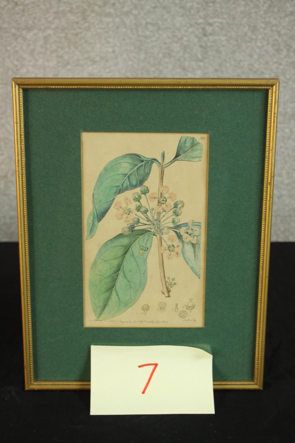 Sydenham Teast Edwards (1768 - 1819, Welsh), Specimen 189 & 140, two framed botanical prints. H.33 - Image 13 of 17