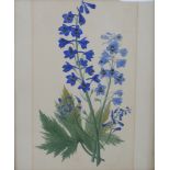A 19th century British school, botanical study of Cornflower, watercolour on paper, unsigned and
