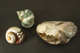 Two polished turban shells and a carved clam shell in the form of a goldfish. H.5 W.19 D.10cm. (