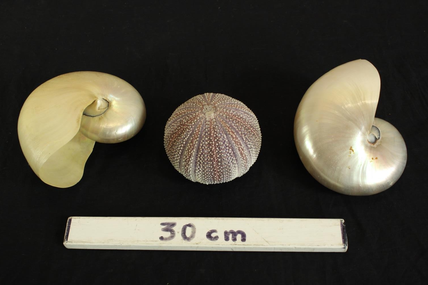 A group of three seashells comprising of two nautilus shells and a sea urchin. L.17cm. (largest) - Image 2 of 4