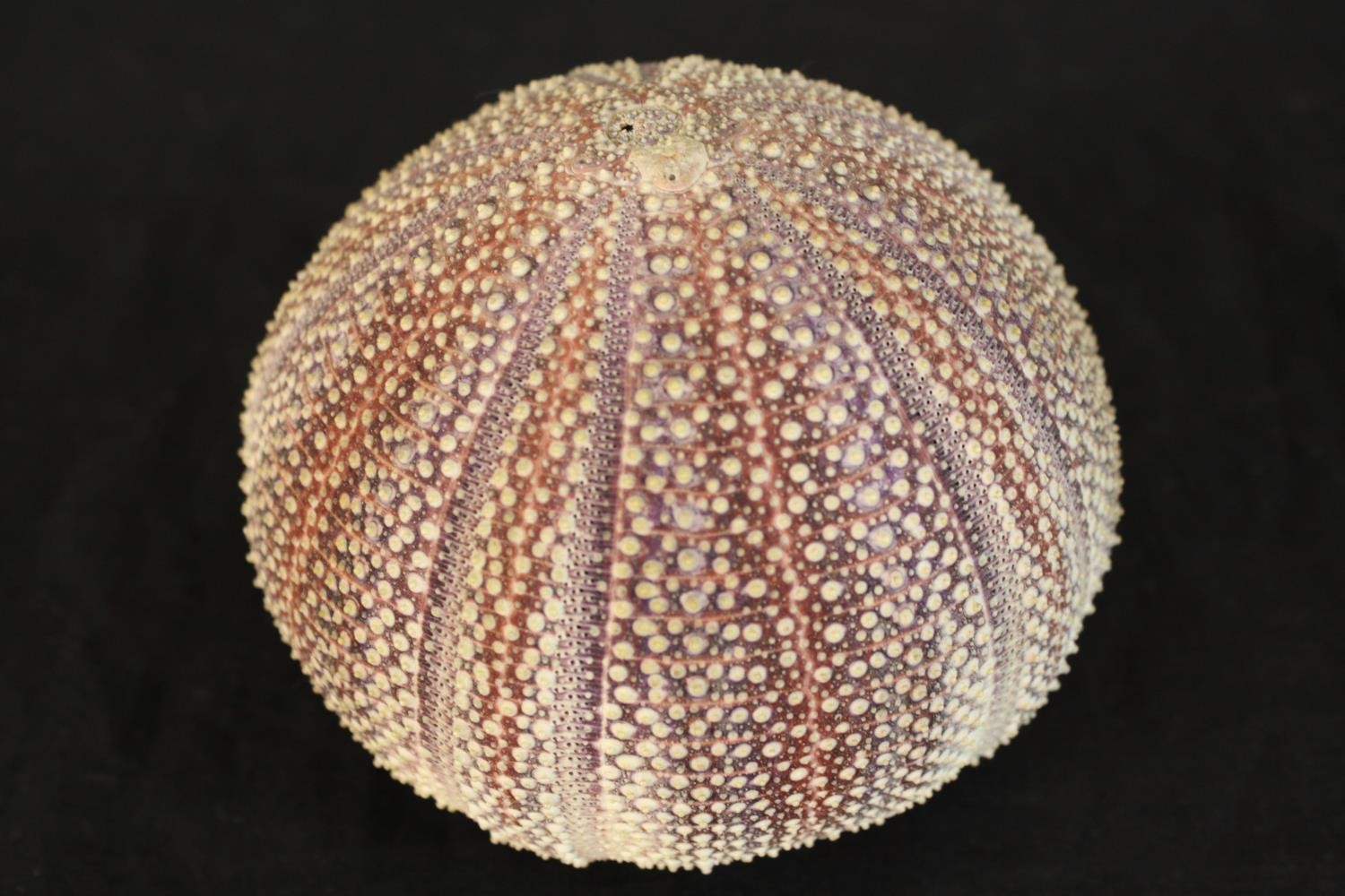 A group of three seashells comprising of two nautilus shells and a sea urchin. L.17cm. (largest) - Image 4 of 4