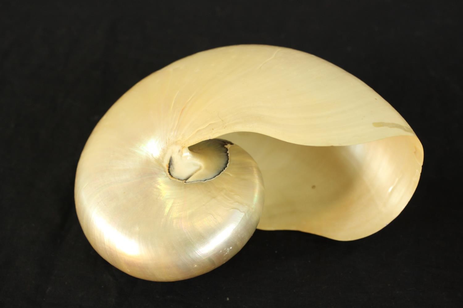 A group of three seashells comprising of two nautilus shells and a sea urchin. L.17cm. (largest) - Image 3 of 4