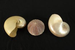 A group of three seashells comprising of two nautilus shells and a sea urchin. L.17cm. (largest)
