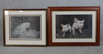 20th century, Pigs, two pencil signed coloured prints on paper, each framed. Largest H.55 x W.72 cm.