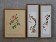 20th century, Japanese school, birds on blossom, watercolour on paper, framed, together with a