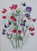 B. Spencer Burton (20th century) Sweet Peas, watercolour on paper, pencil signed, framed. H.64 W.