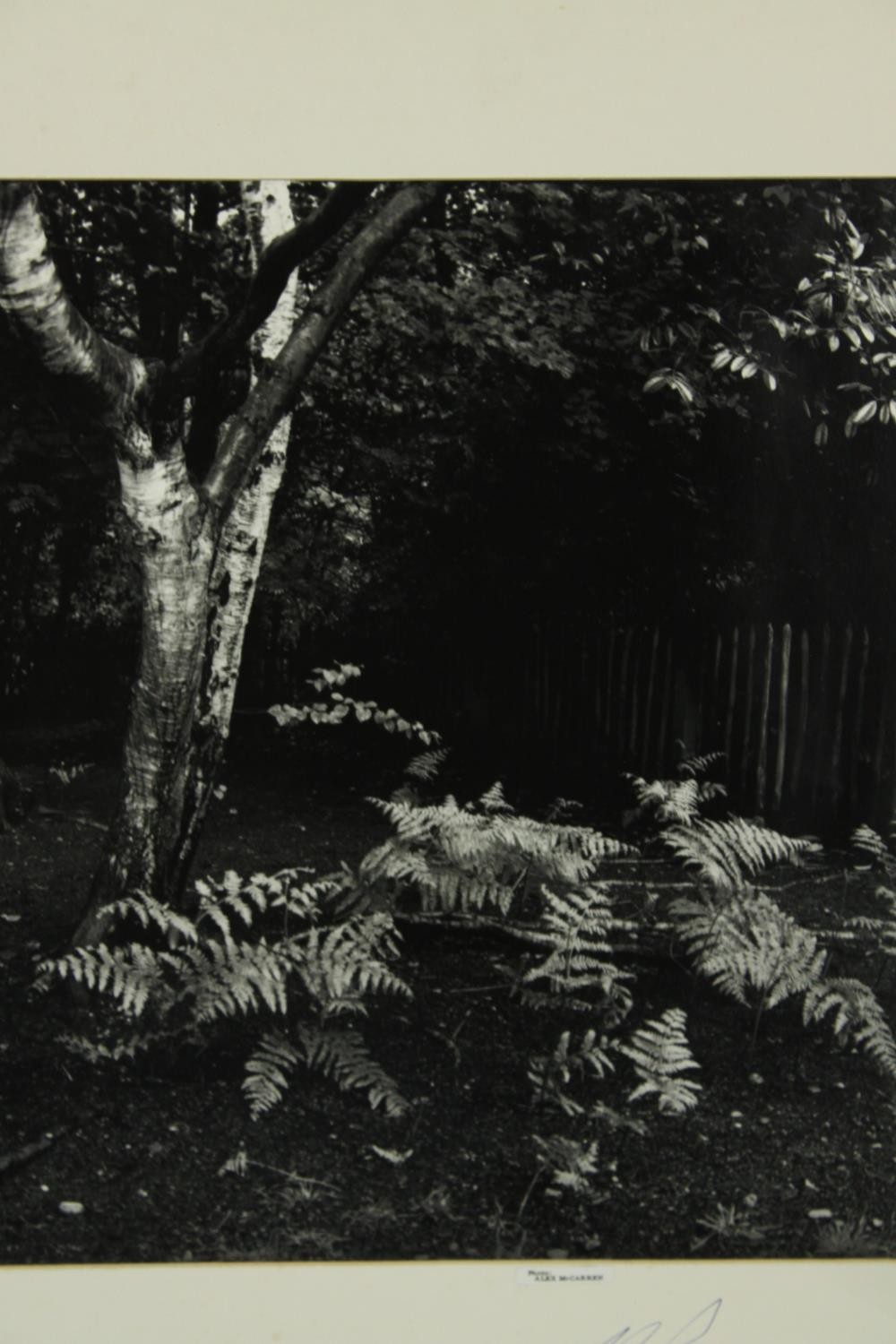 Ten unframed contemporary signed black and white photographs to include trees and interiors. ( - Image 4 of 13