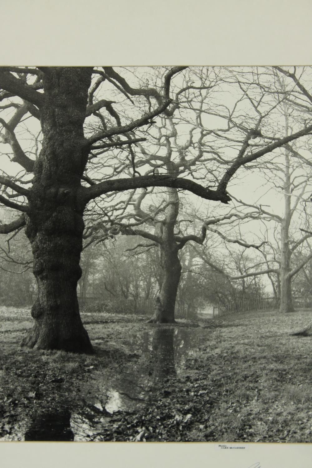 Ten unframed contemporary signed black and white photographs to include trees and interiors. ( - Image 5 of 13