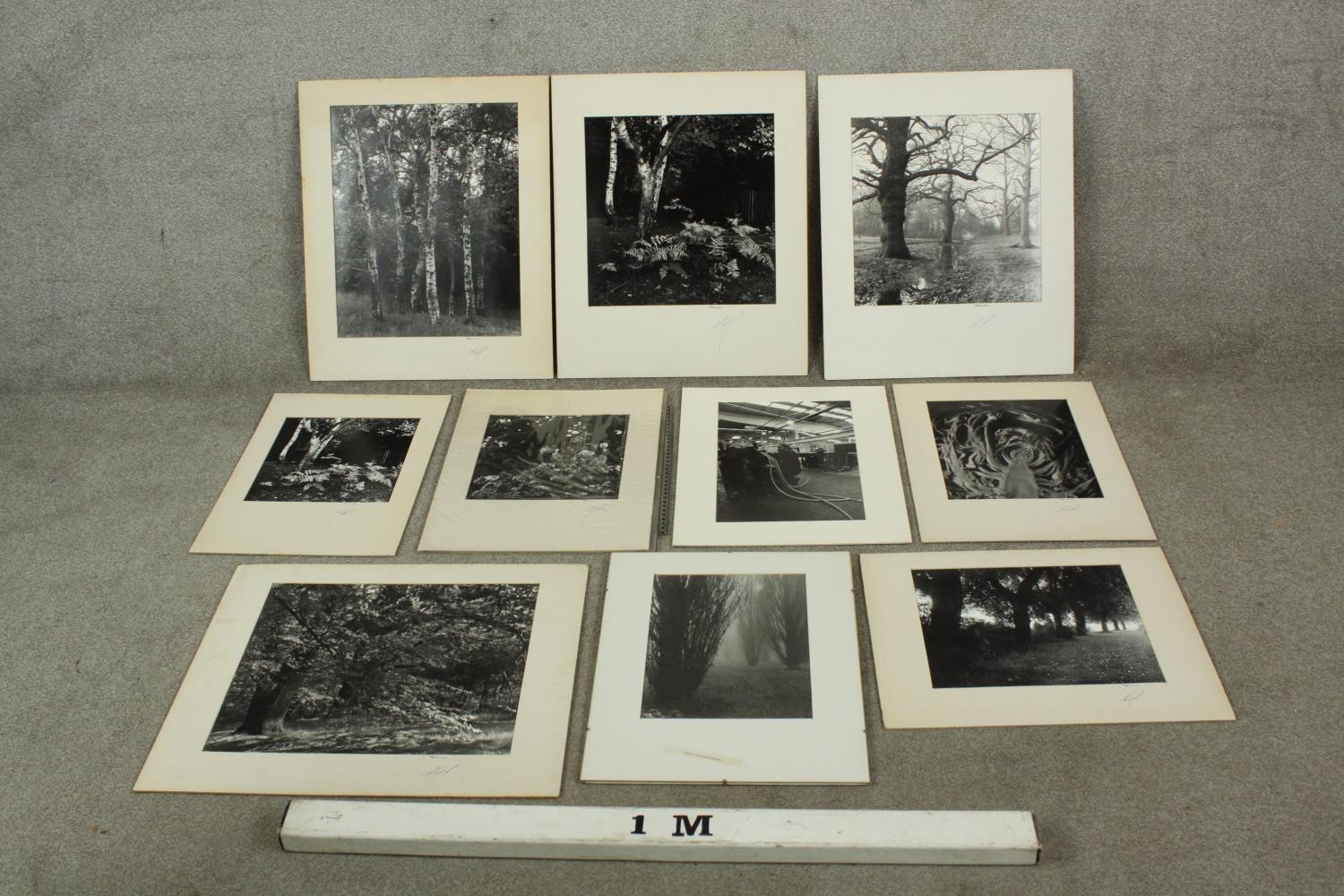 Ten unframed contemporary signed black and white photographs to include trees and interiors. ( - Image 2 of 13
