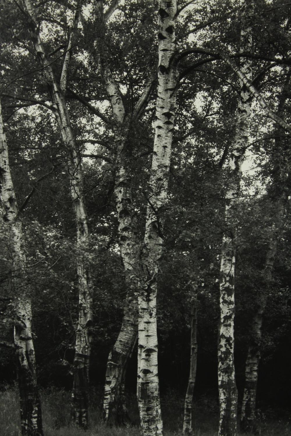 Ten unframed contemporary signed black and white photographs to include trees and interiors. ( - Image 3 of 13