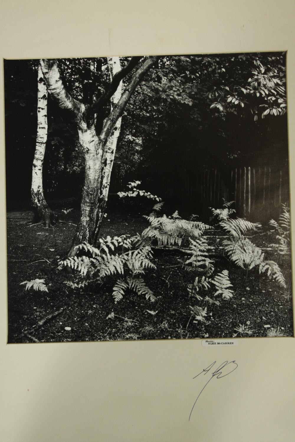 Ten unframed contemporary signed black and white photographs to include trees and interiors. ( - Image 11 of 13