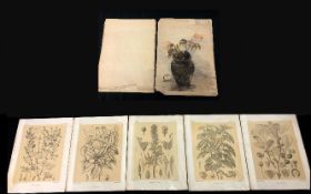 A collection of five botanical prints, probably taken from a book, and a watercolour sketchbook of