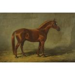 Oil on canvas. Equestrian painting in a gilt decorated frame. A young foal, well executed and