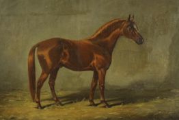 Oil on canvas. Equestrian painting in a gilt decorated frame. A young foal, well executed and