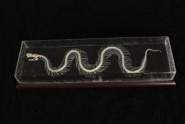 A cased rattle snake skeleton. H.6 W.34 D.10cm.
